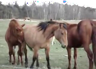 Film porno en plein air montrant des chevaux bruns sexy qui adorent baiser